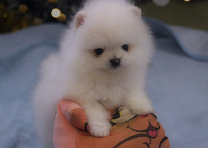 Teddy bear boo Pomeranian yavrularımız